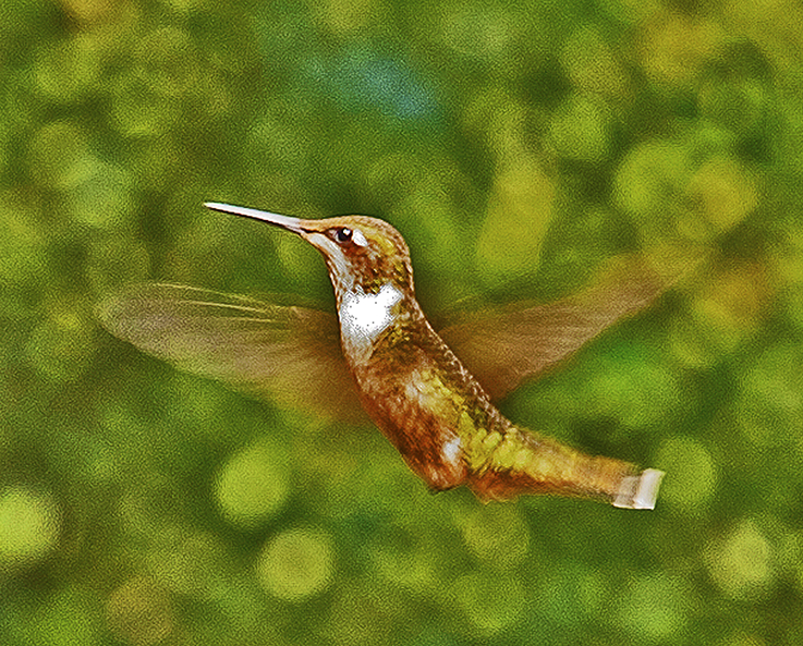 hummingbird