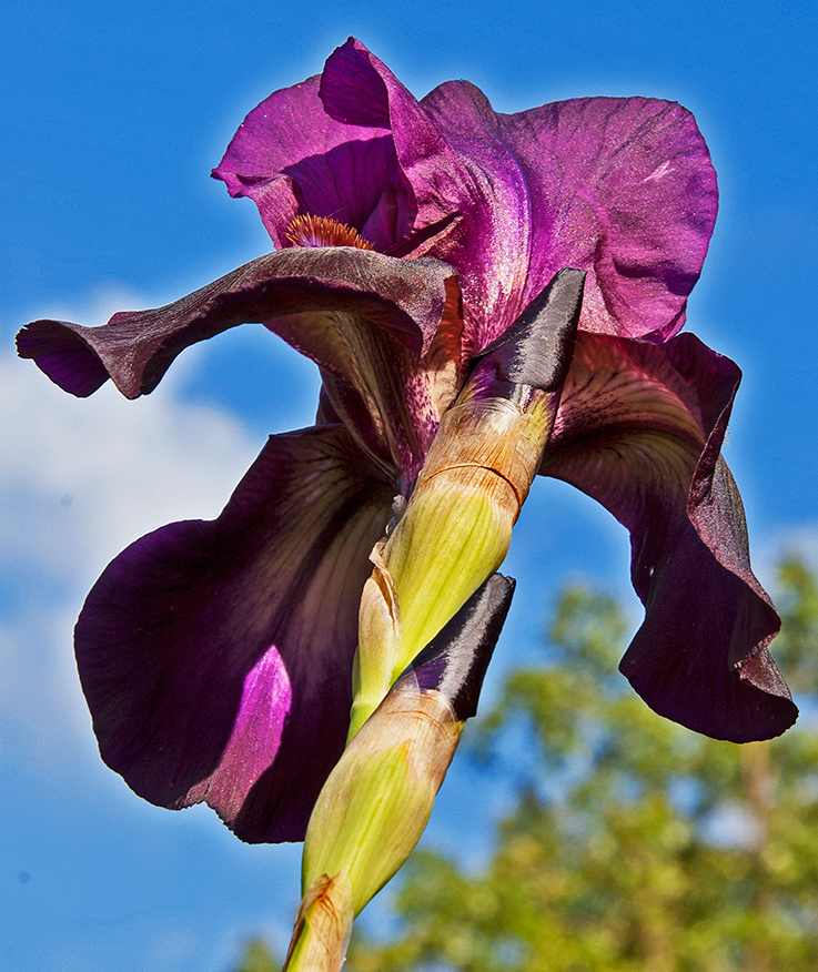 an iris beside the lane