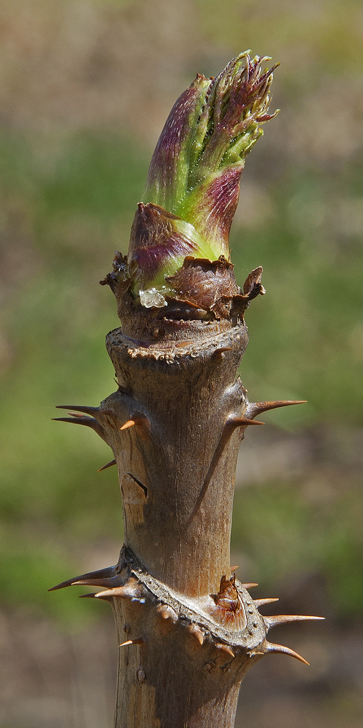 top bud of Hercules Club at Crow's Cottage 10 April 14