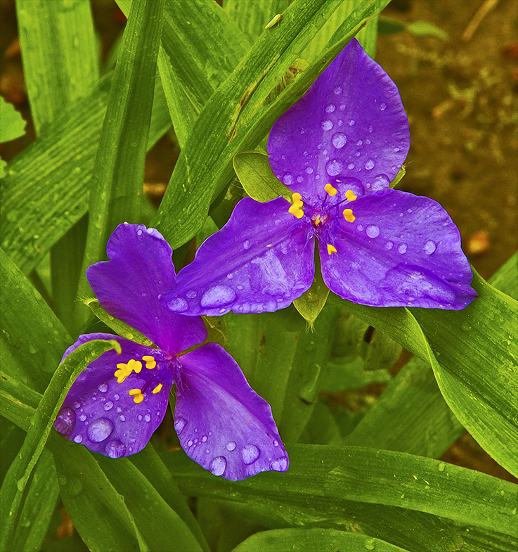 spiderwort flower at 3 Dog Acres 27 April 2014