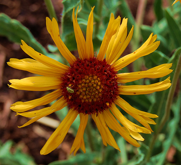 black-eyed susan