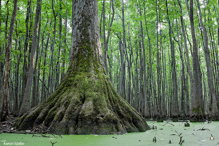 cypress swamp