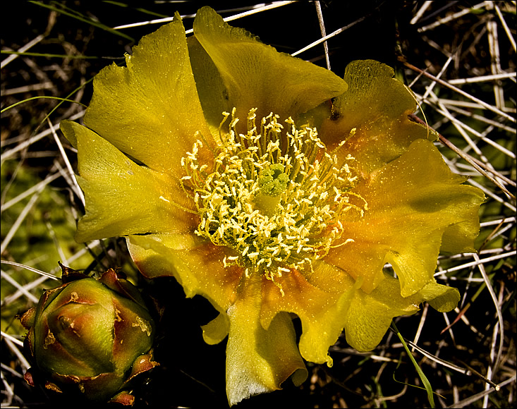 cactus flower