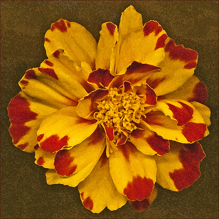 marigold