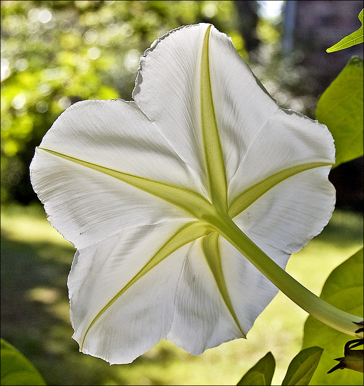 moon flower backlight