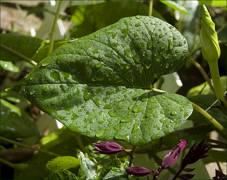 moon flower leaf