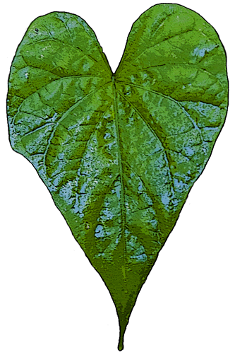 heart-shaped leaf