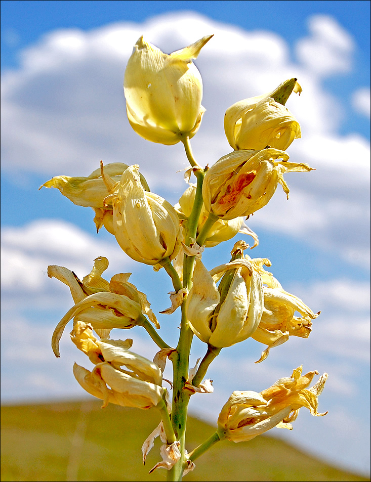 Yucca glauca