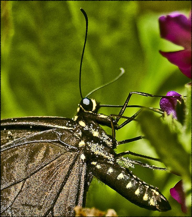 butterfly closeup