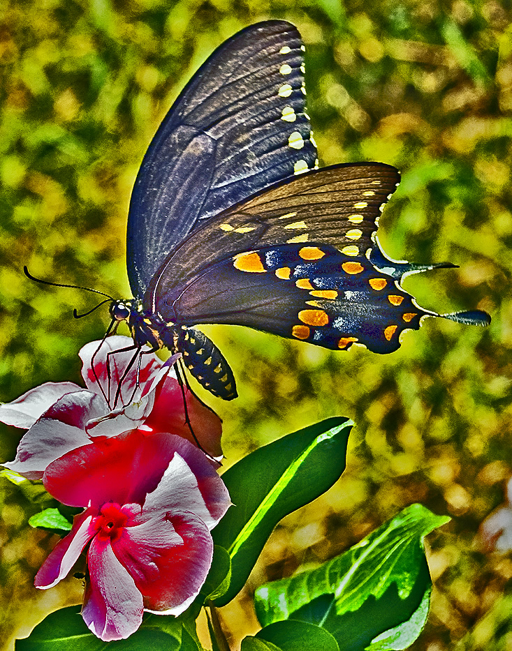 black swallowtail