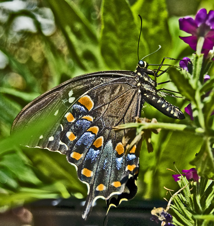 black swallowtail