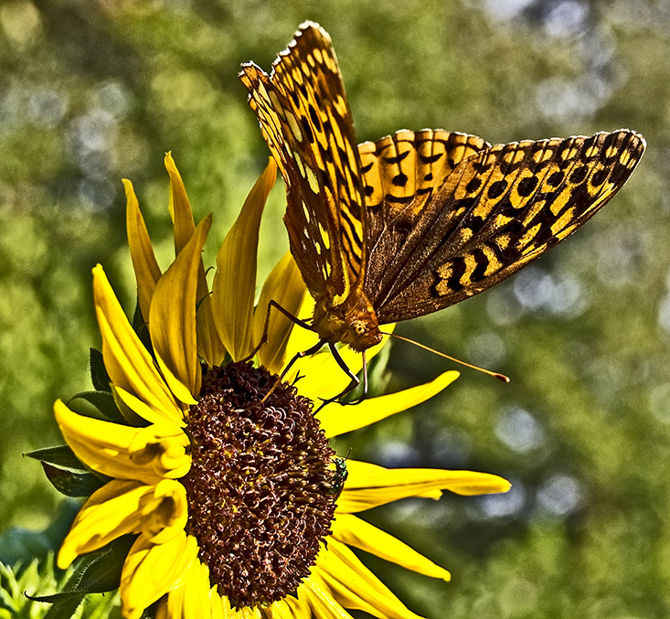 fritillary on sunflower