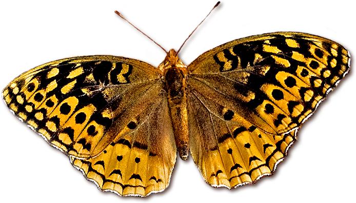 fritillary cutout