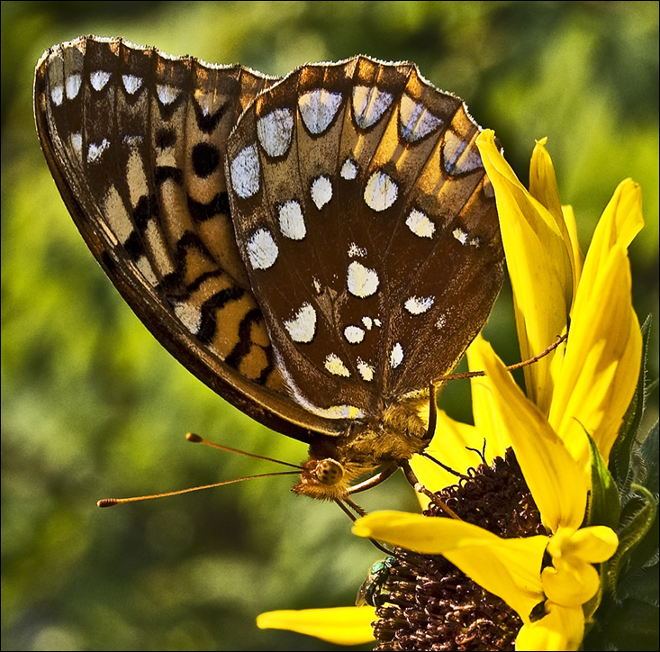 great spangled fritillary