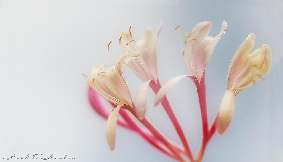 Honeysuckle Glow