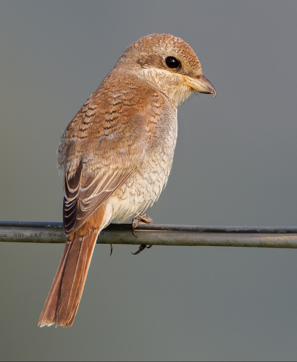 back of the shrike