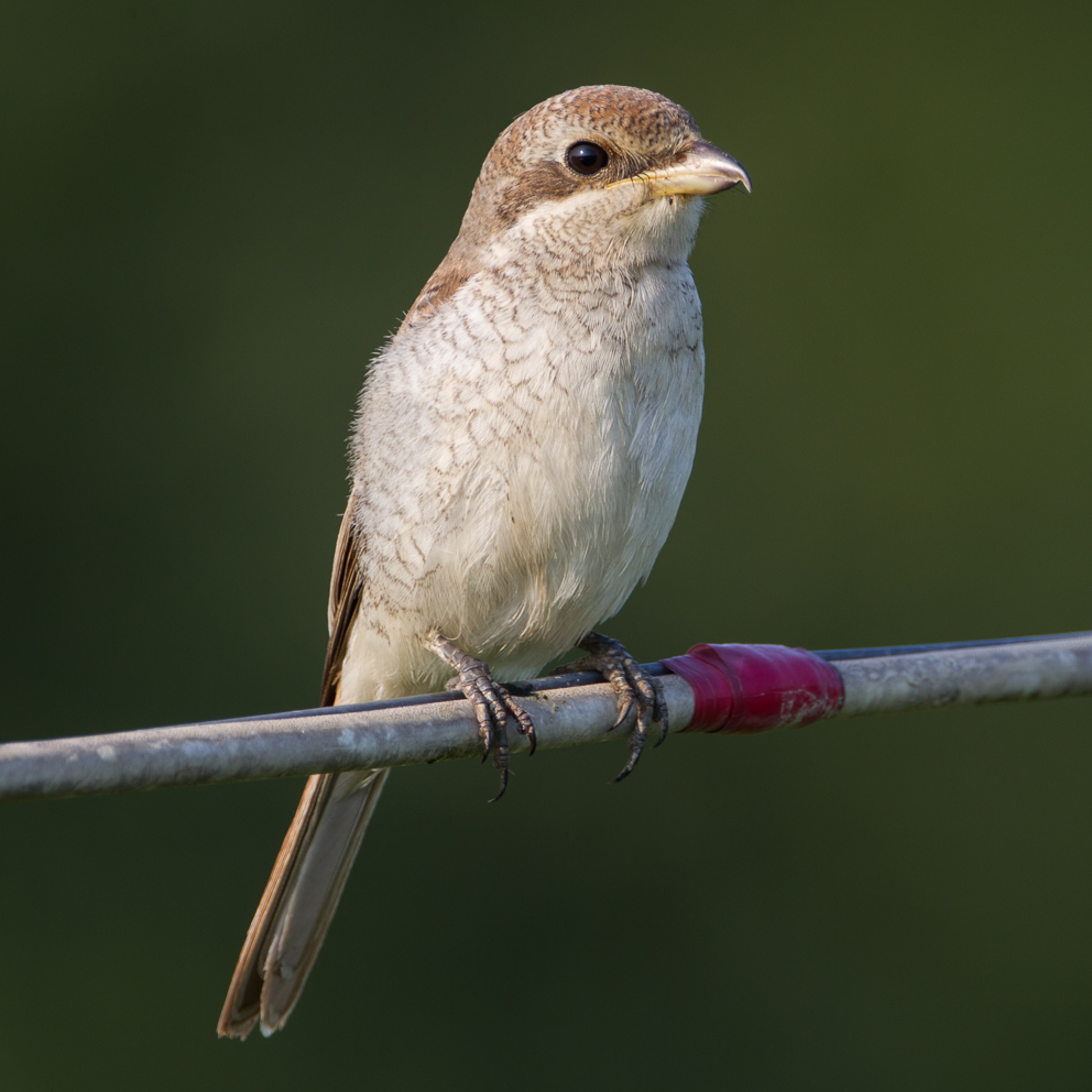 a fine looking bird