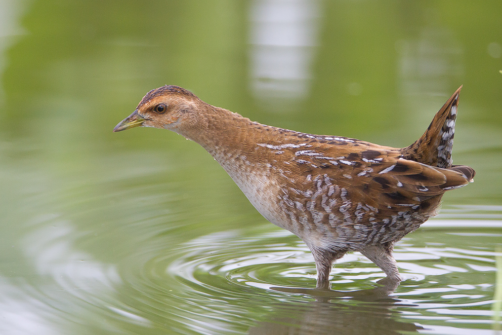 Baillon's Crake