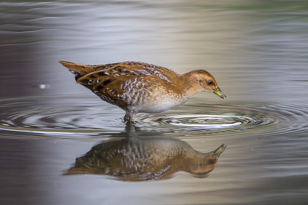 Baillon's Crake