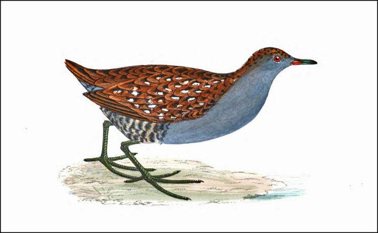 Baillon's Crake