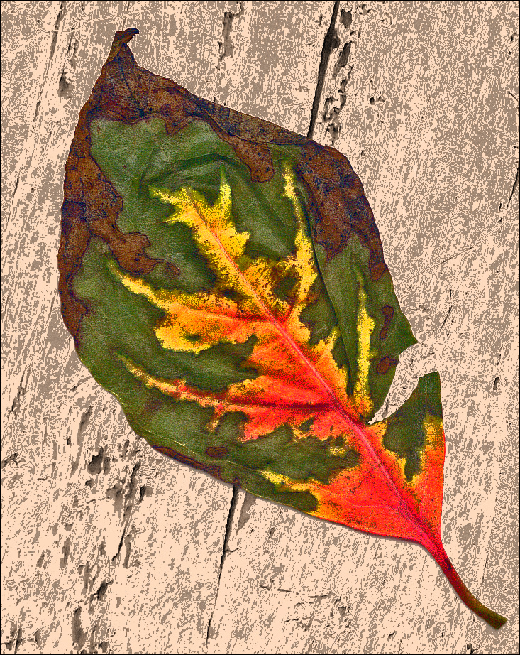 dogwood leaf