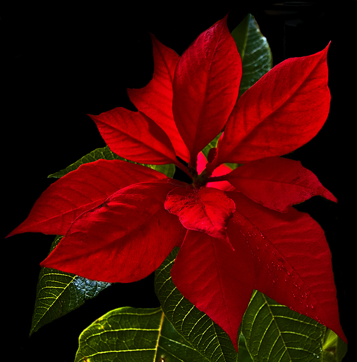 poinsetta