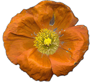 poppy