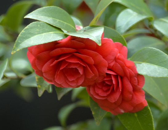 Camellia after the Snow