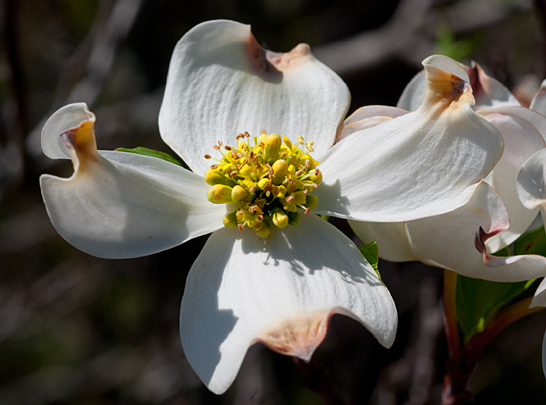 dogwood blossom