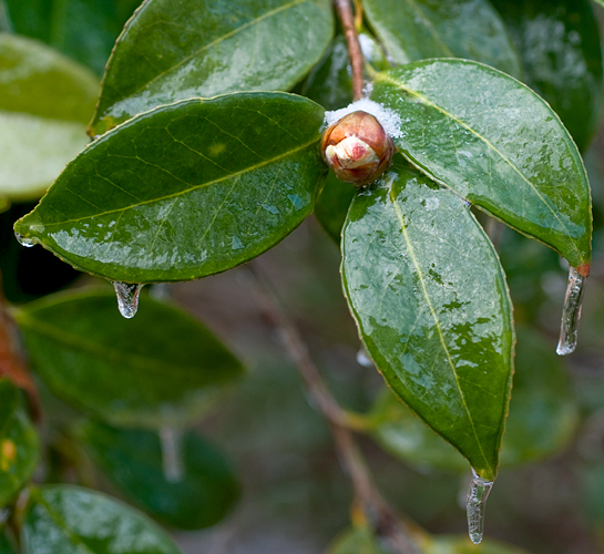 camellia