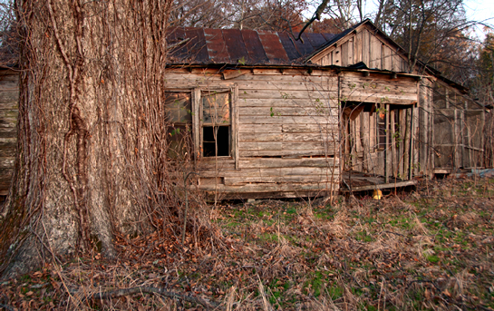 house and tree