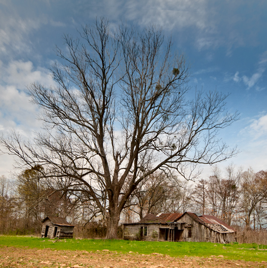 tree and house