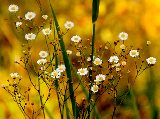 daisies