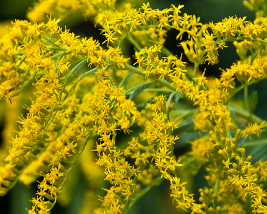 yellow flowers