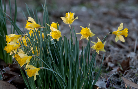 jonquils