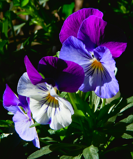 violet flowers