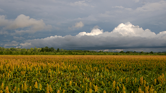 maize and sky