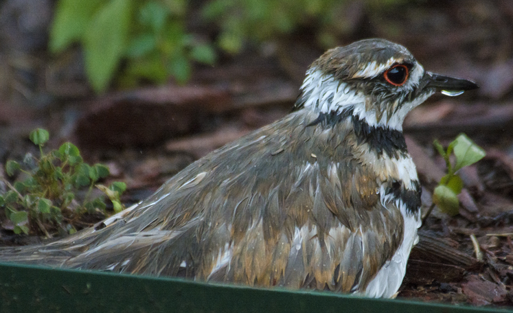 bird in profile