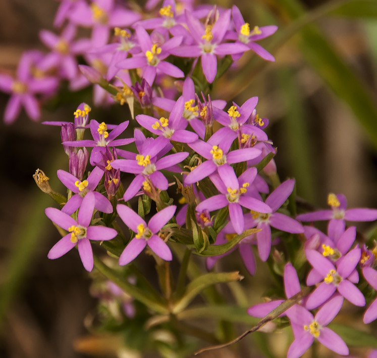 flowers-a