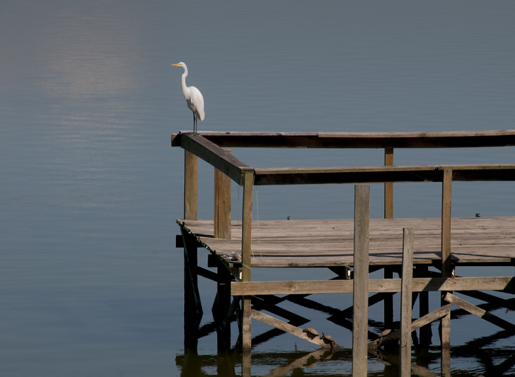 lone bird