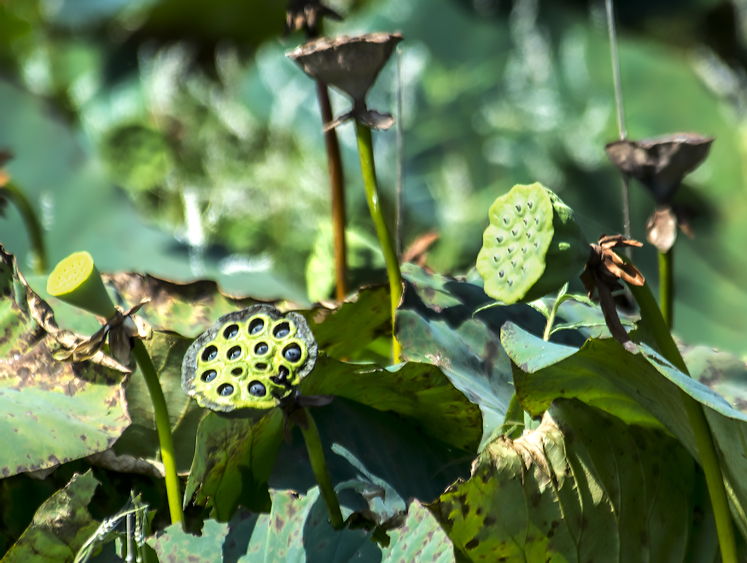 lotus pod