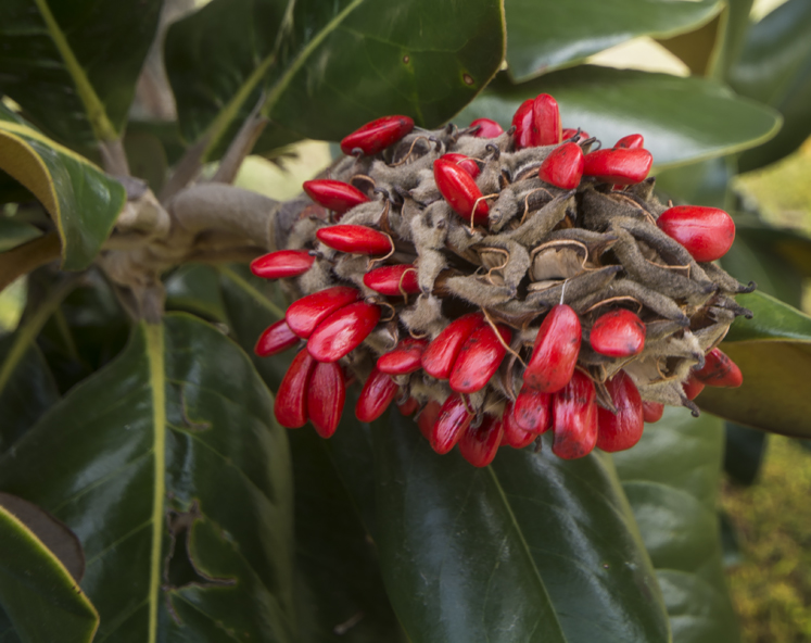 magnolia berries