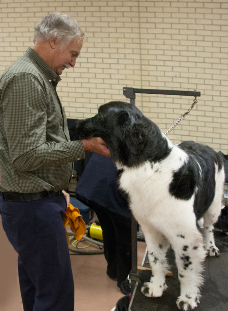 dogshow-i