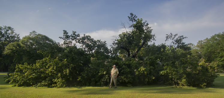 a man amid the green