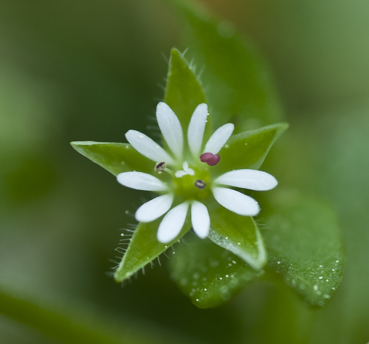 a white bloom