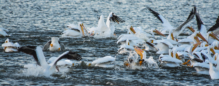 pelicans-m