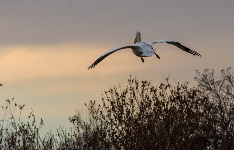 pelicans-n