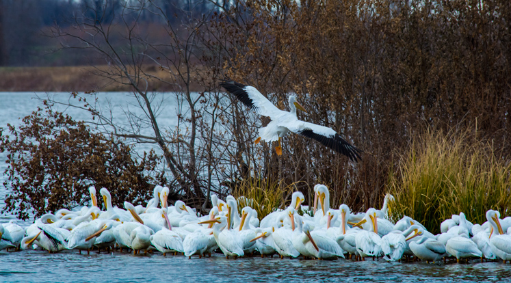 pelicans-o