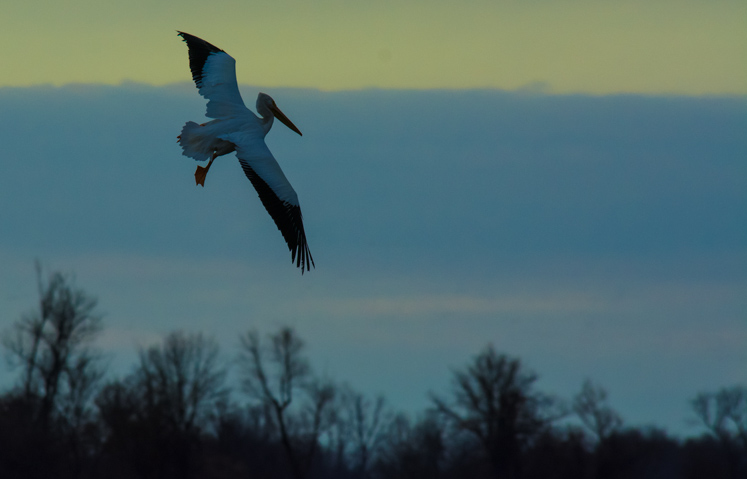 pelicans-p