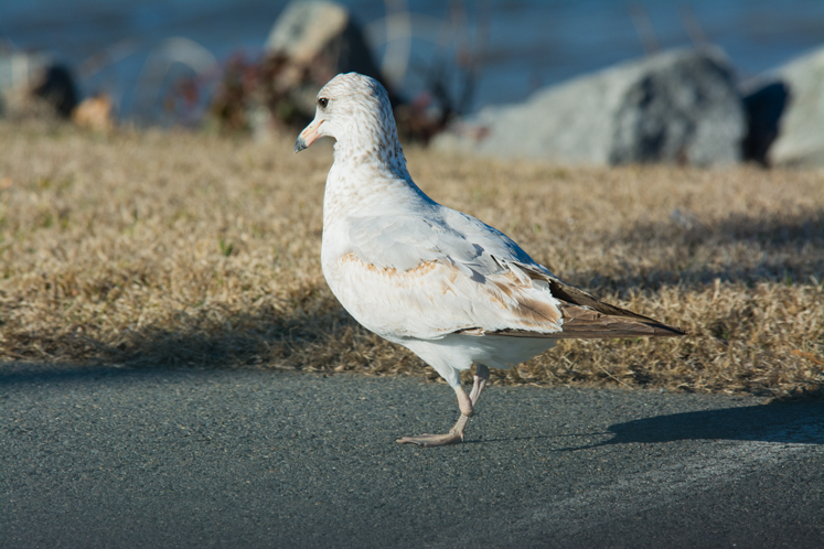 birds-c